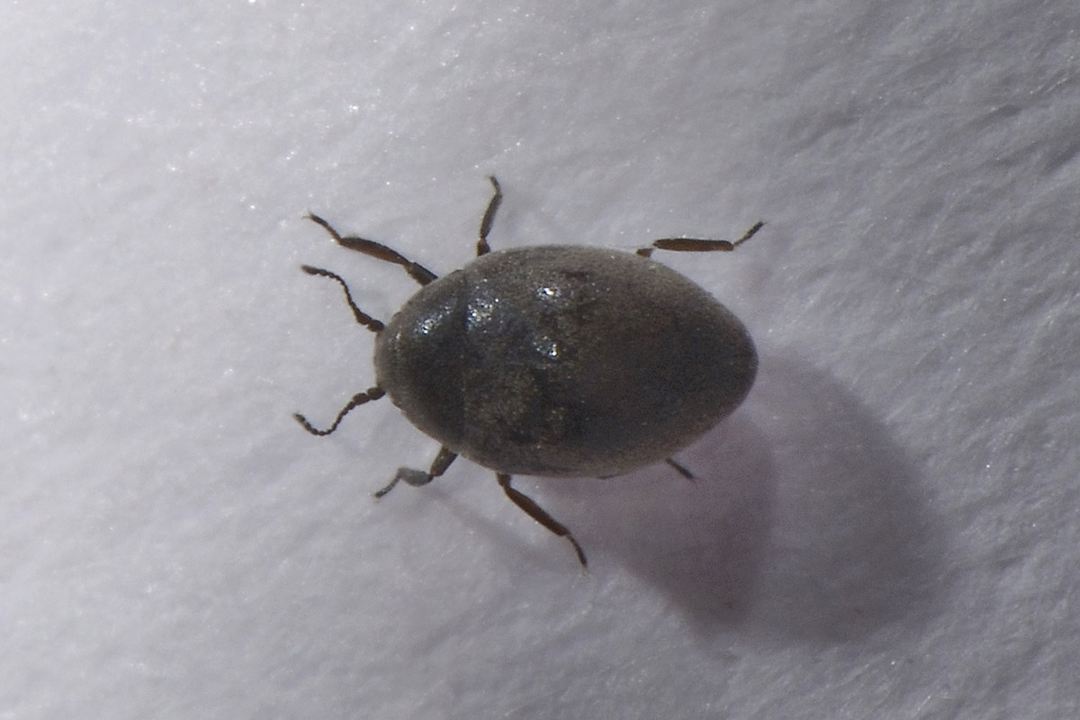 Limnichidae: Limnichus aff. incanus